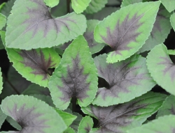 Attractive foliage with dark central markings.